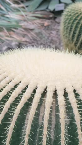 a group of cacti growing in a botanical garden medicinal plants cacti a group of cacti growing in a botanical garden medicinal plants cacti
