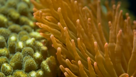 Seeanemone-Unter-Wasser-Im-Aquarium-Bei-Sonnenlicht