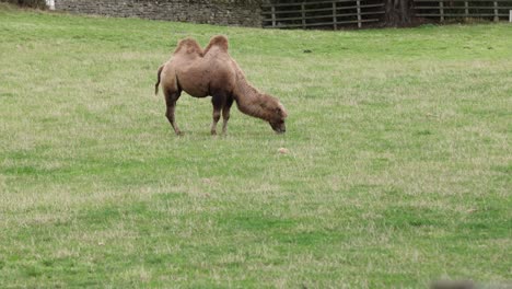 Hand-held-shot-of-camels-grazing-in-a-luscious-meadow-in-England