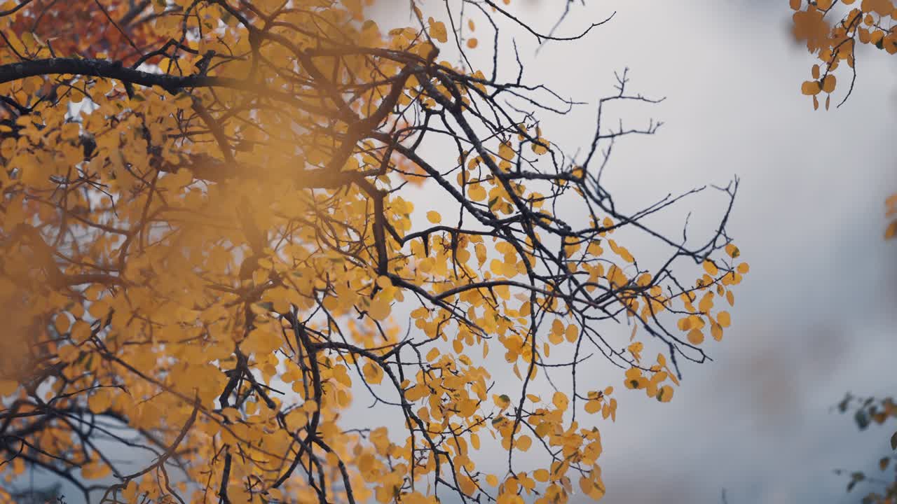 자작나무의 밝은 잎의 클로즈업 샷