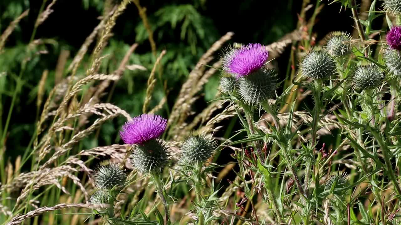 Thistle flowers growing amongst grass. Summer. Wales