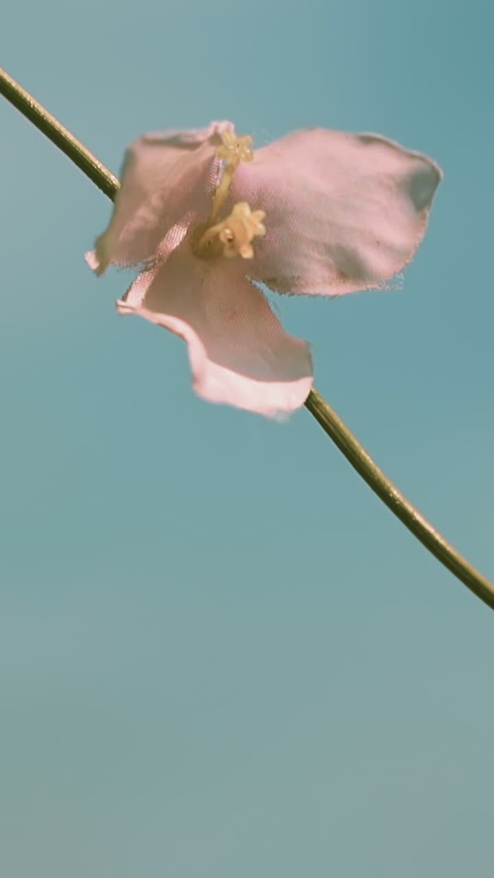 Gentle small pink flower on thin vine twig waved by wind against blue sky closeup slow motion. Blooming spring plant on sunny day. Nature beauty