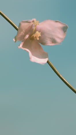 gentle small pink flower on thin vine twig waved by wind against blue sky closeup slow motion. blooming spring plant on sunny day. nature beauty