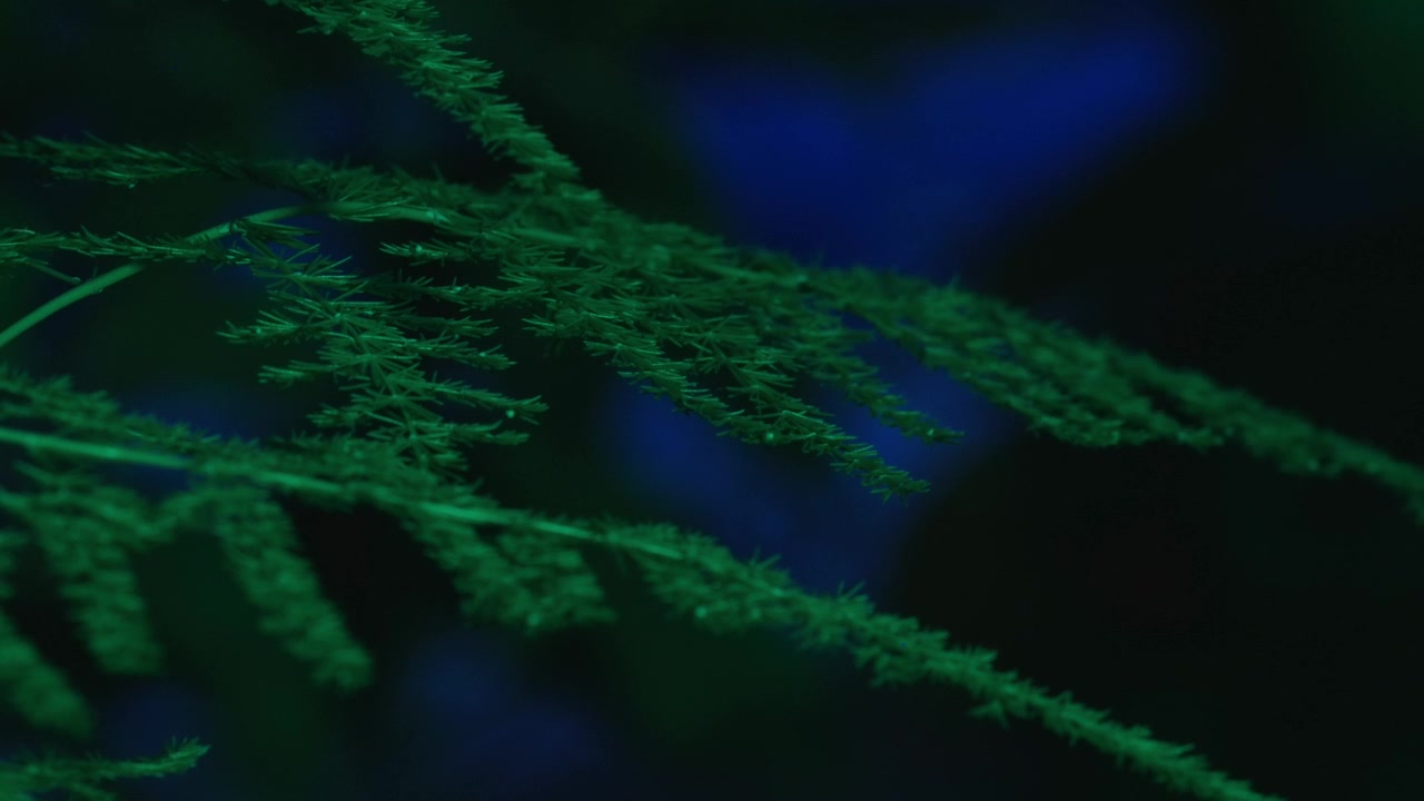 Inquadratura statica di alcune foglie verdi nel buio