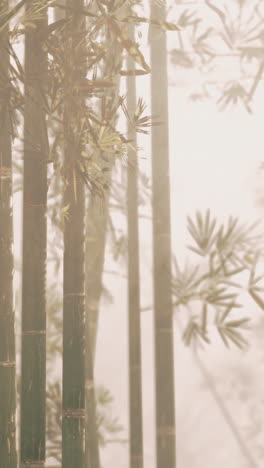 bamboo forest in the fog