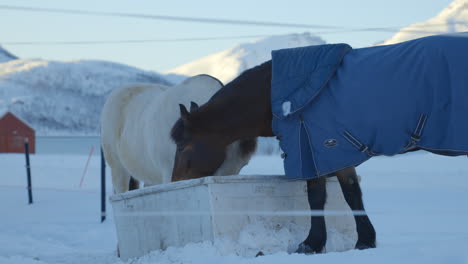 Un-Caballo-Con-Abrigo-Mientras-Se-Alimenta-En-Un-Ambiente-Invernal