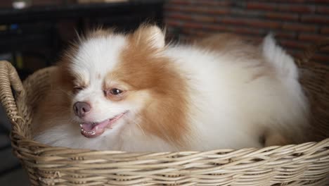 close up of a cute pomeranian dog's face with white and brown fur falling asleep in a basket