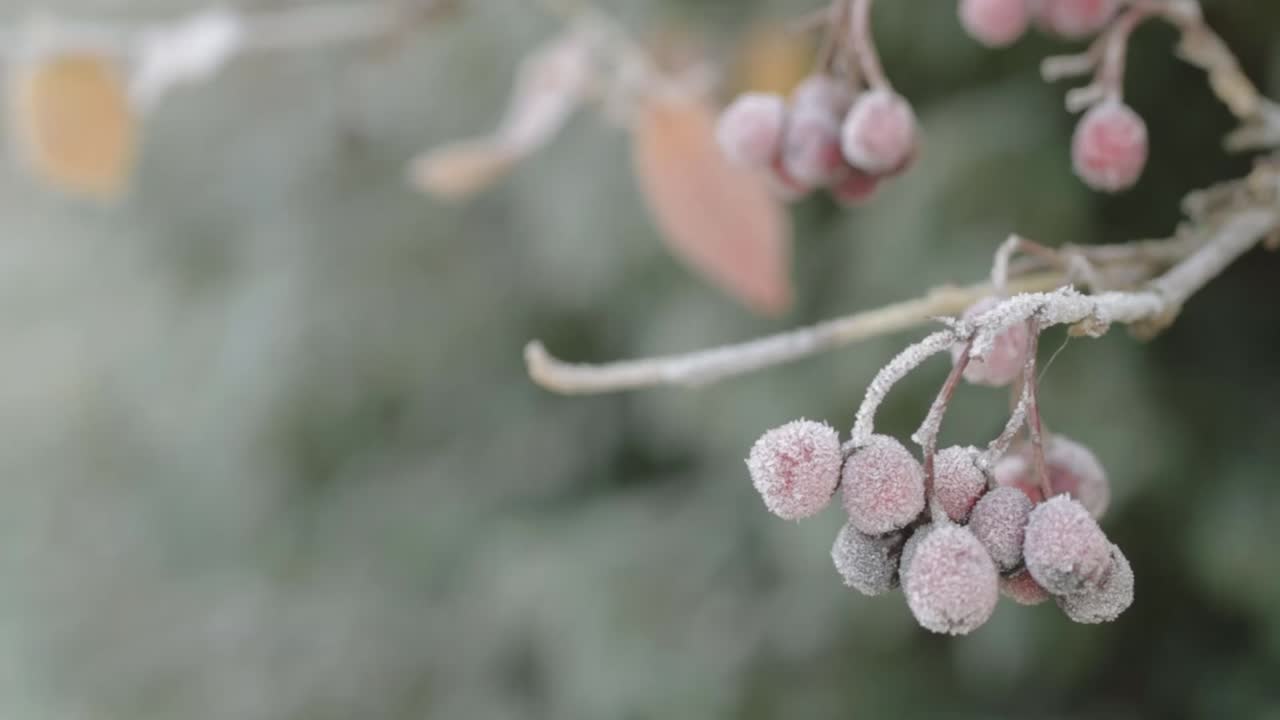 Red berries growing on tree branches on frosty cold winter day