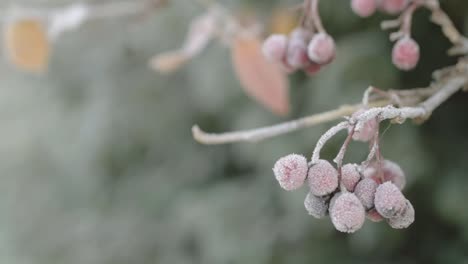 red berries growing on tree branches on frosty cold winter day