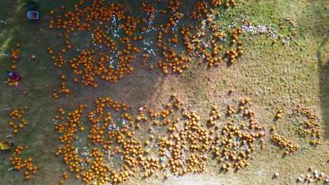 rising aerial over pumpkin patch lying on ground before halloween celebrations at the party venue