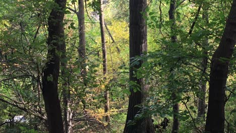 Dentro-Del-Apacible-Bosque-De-Otoño