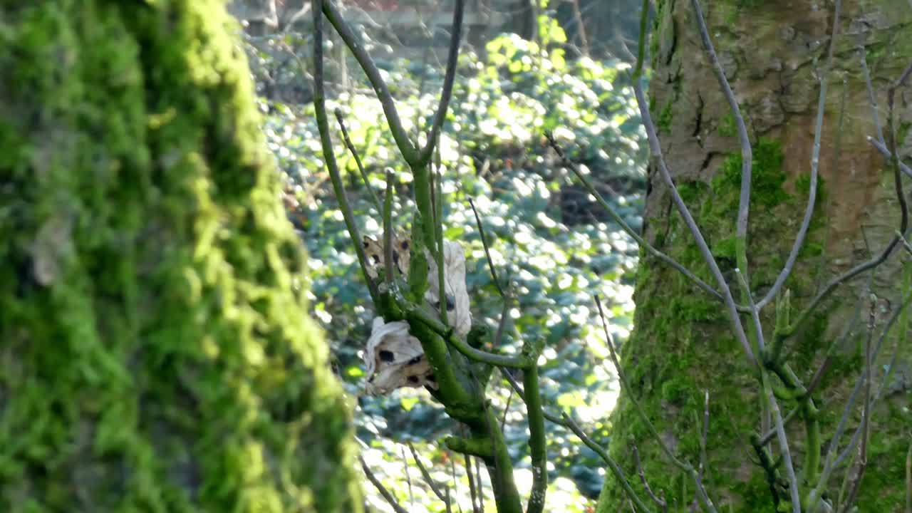이끼 숲 숲 나무 줄기 얕은 전경, 돌리 오른쪽 통과 트렁크 - 가을 장면에서 분기