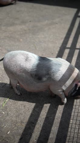 pigs in a pen