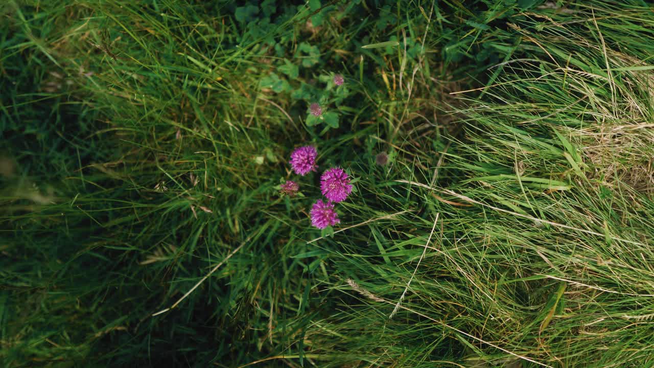 푸른 잔디 초원에서 보라색 야생화의 클로즈업 회전 샷