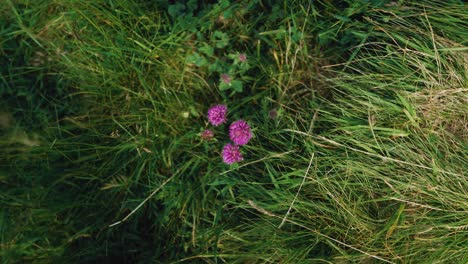 una toma de rotación de primer plano de una flor silvestre púrpura en un prado de hierba verde