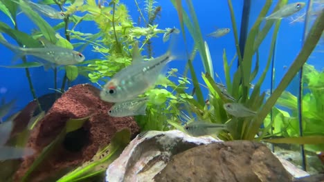 macro shot of many silver fish swimming underwater in aquarium and posing into camera