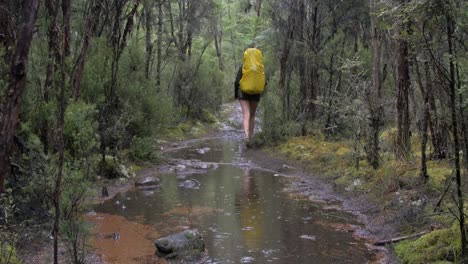 hiker walking through a forest path in the rain in new zealand - tilted up wide shot