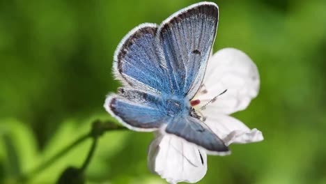 In-a-picturesque-scene,-a-magnificent-blue-butterfly-gracefully-rests-on-the-petals-of-a-pristine-white-flower,-its-wings-shimmering-in-the-sunlight,-creating-a-captivating-display-of-natural-beauty