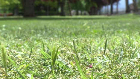 close-up of grass in a park