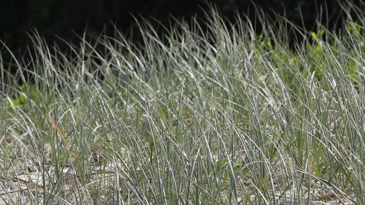 A detailed view of grass blades gently swaying in the breeze against a dark background.