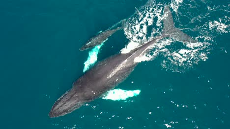 Excelente-Toma-Aérea-De-Una-Ballena-Jorobada-Nadando-Con-Su-Bebé-En-Maui,-Hawaii