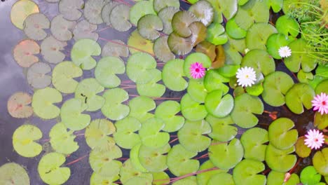 aerial top down of many water lilies swimming on water surface of jungle lake