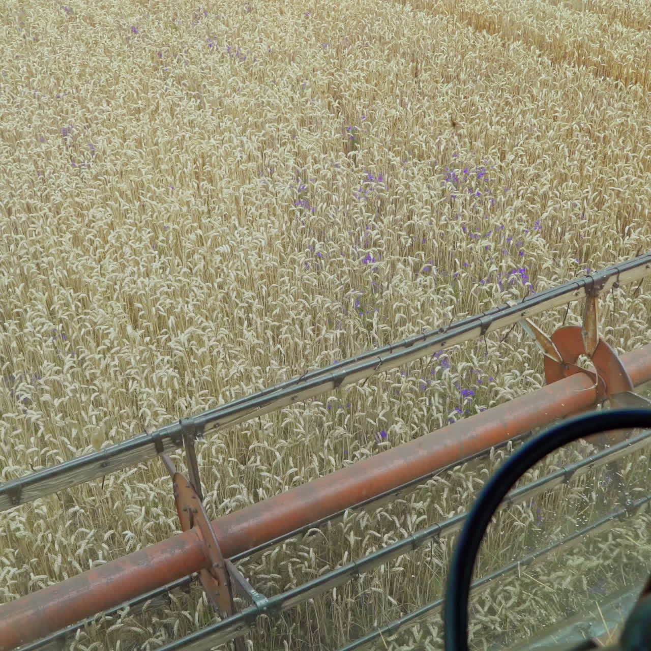 Grain harvesting equipment in the field. Harvest time. Agricultural sector
