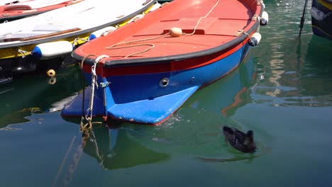 Vista-De-Un-Pato-Saltando-Al-Agua-Y-Nadando-En-El-Barco-En-El-Puerto-Pesquero-De-Liguria,-Camogli,-Italia