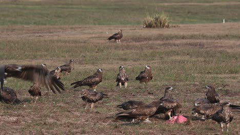 feasting on fresh served meat as two individuals lands to join while others leave, black-eared kite milvus lineatus pak pli, nakhon nayok, thailand