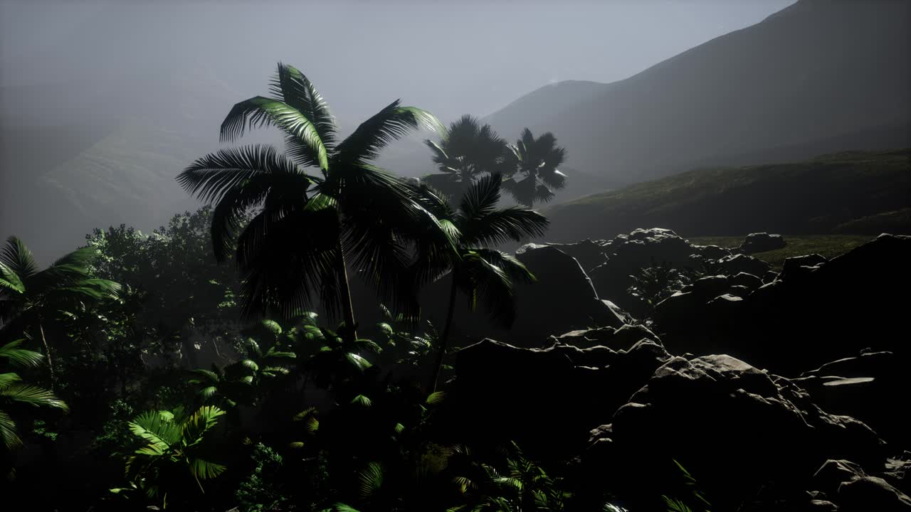 los rayos del atardecer a través de las palmeras