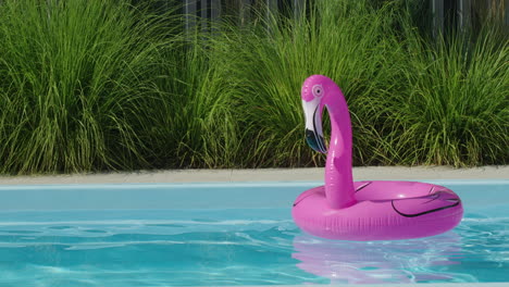 el flamenco rosado flota en la piscina.