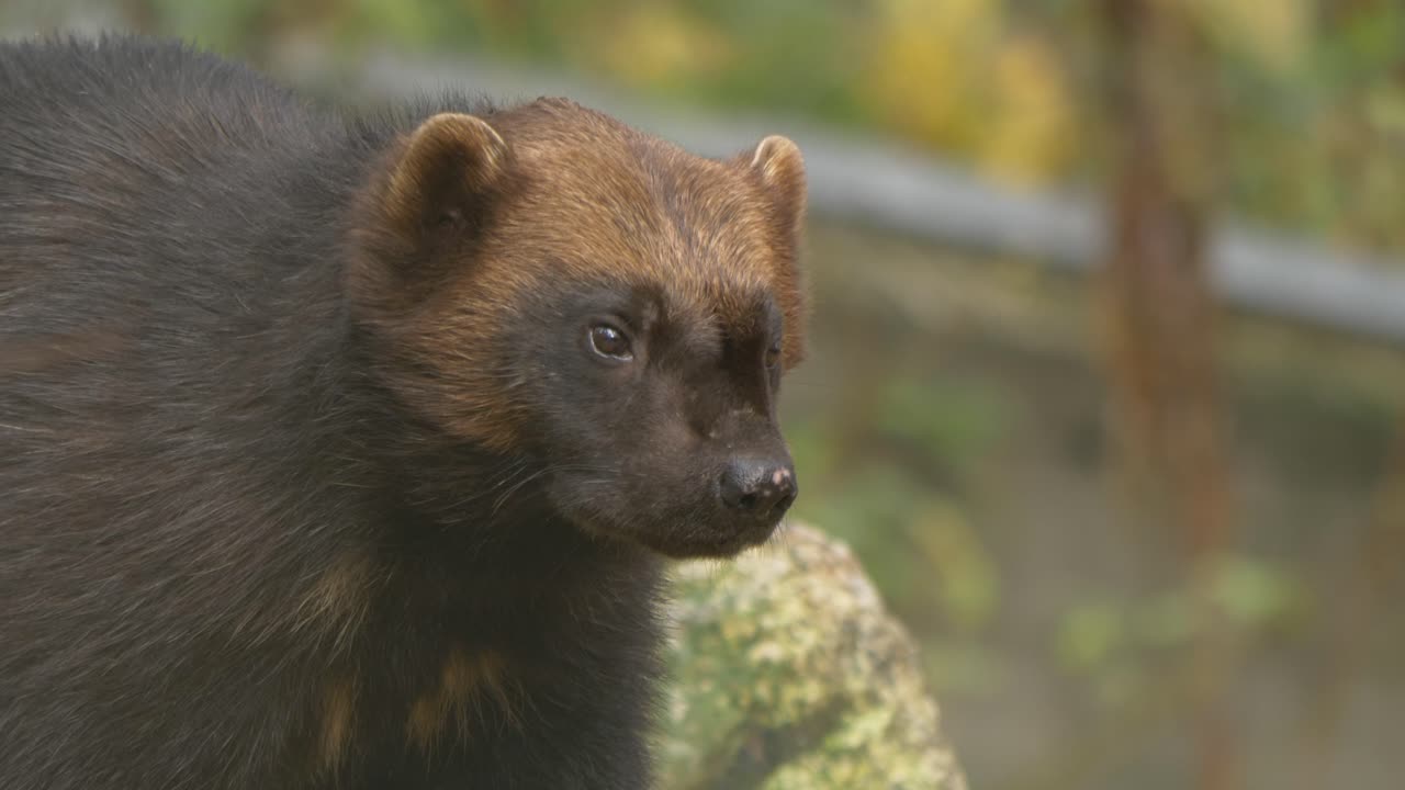 Ritratto ravvicinato di un ghiottone marrone scuro di profilo, che riposa in una foresta e si guarda intorno in cerca di preda.