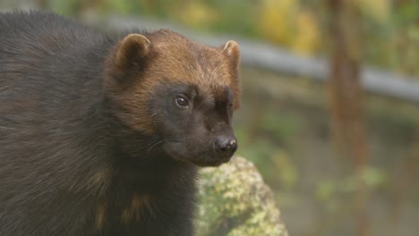 close up portrait shot of dark brownish wolverine in profile, resting in a forest and looking around for prey