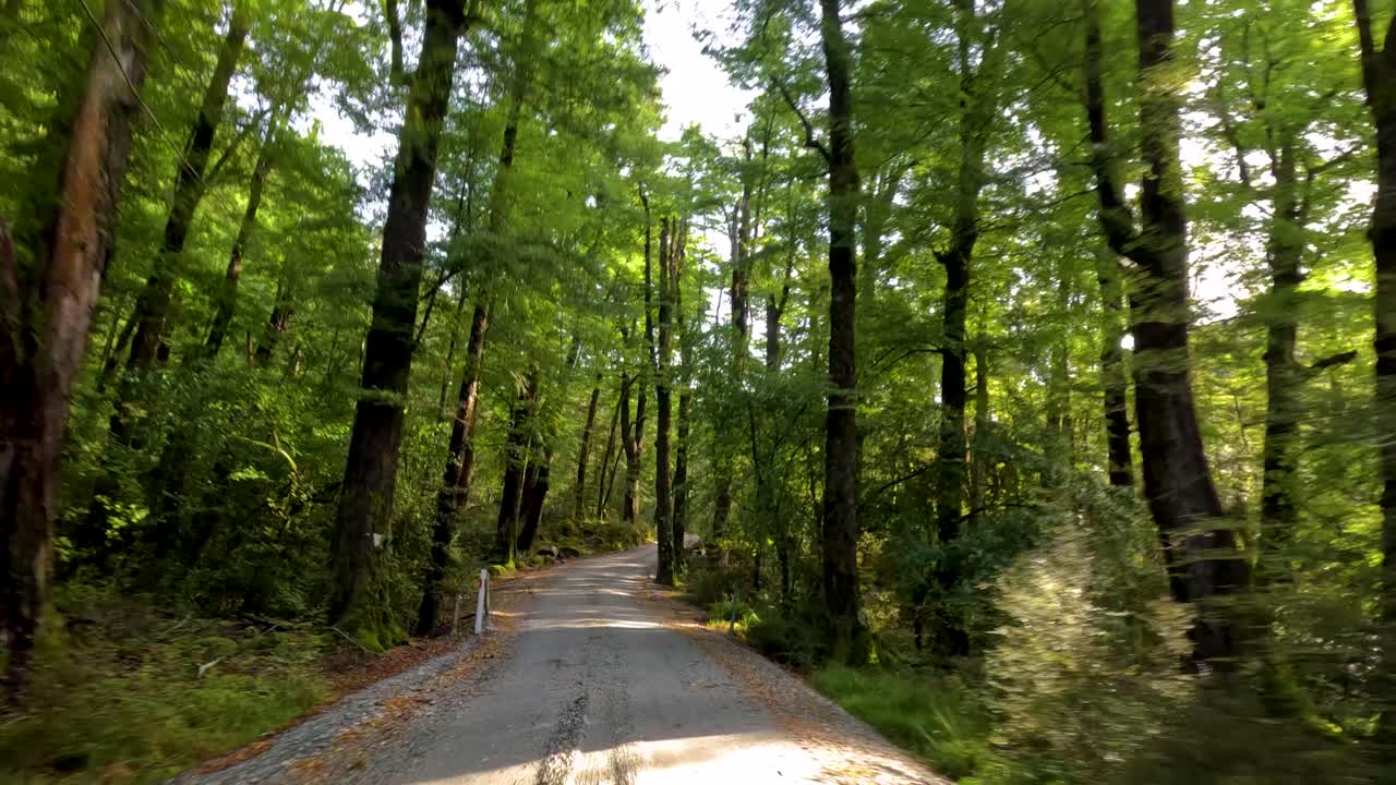 Vehicle travels along winding gravel forest road, dappled sunlight, green foliage, smooth forward camera motion