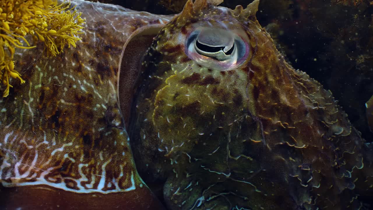 Giant Australian Cuttlefish Sepia apama Migration Whyalla South Australia 4k slow motion, mating, laying eggs, fighting, aggregation, underwater