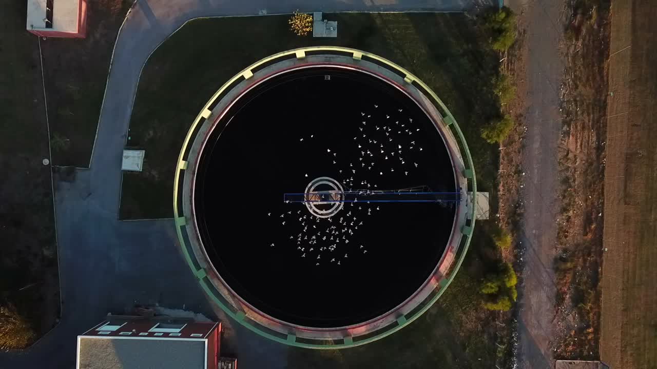 하수처리장 위에서 춤추는 새들