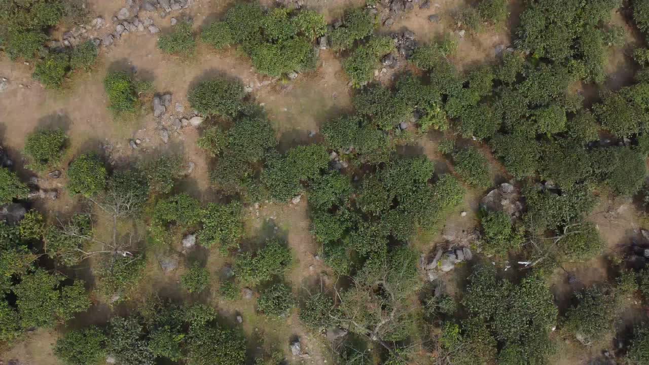 toma en movimiento del jardín de té