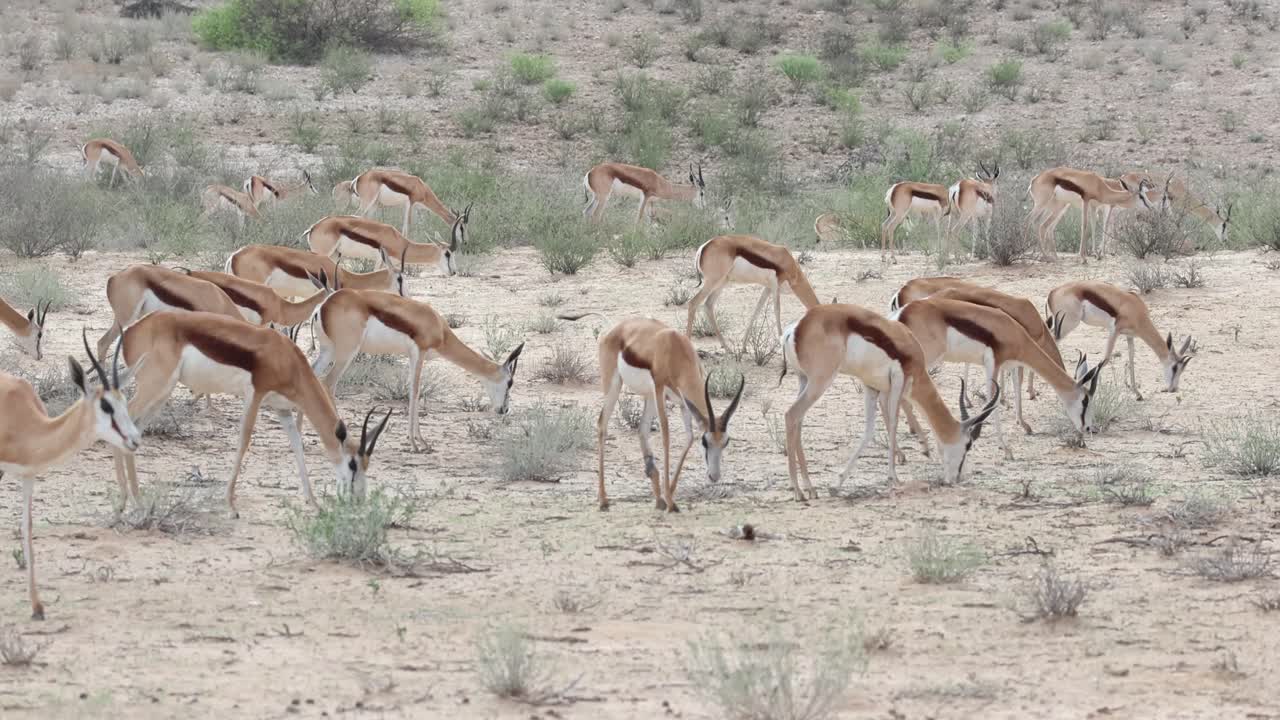 Wide shot of a herd of springboks walking through the sand dunes while feeding, Kgalagadi Transfrontier Park
