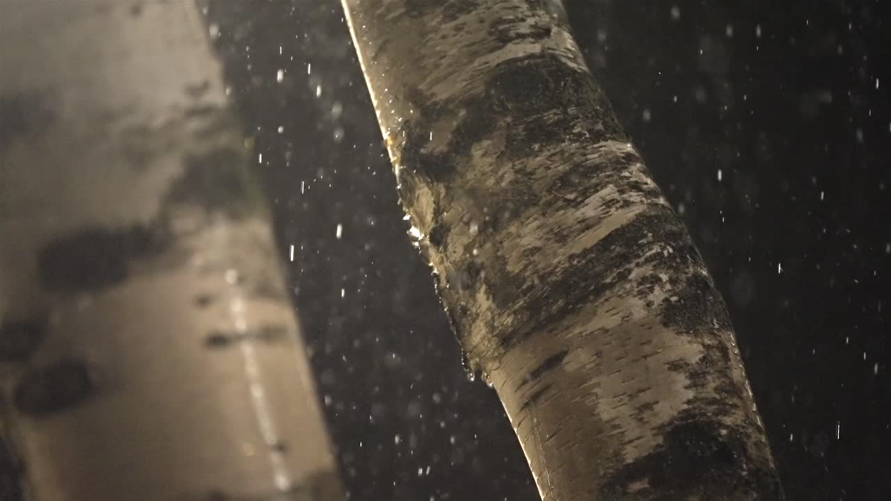 Detail View of Rain on Birch Trees at Night (120fps)