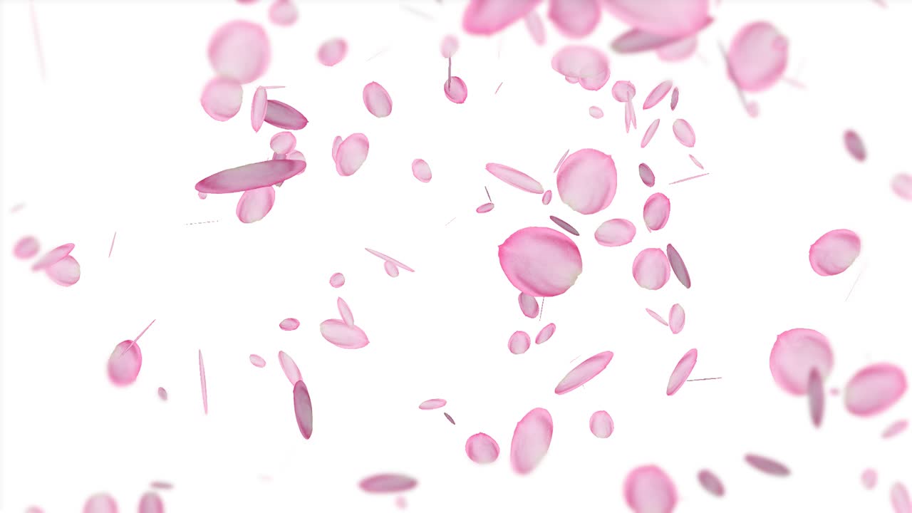 pétalos de rosa flotantes