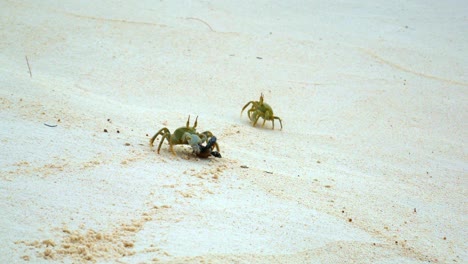 cangrejo fantasma tratando de robar una cría de tortuga presa de otro cangrejo