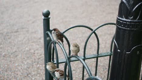 Cute-sparrows-sitting-on-old-metal-fence-in-city-and-fly-away-suddenly