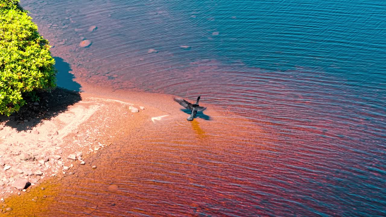 Bird Spreading Wings at Shoreline