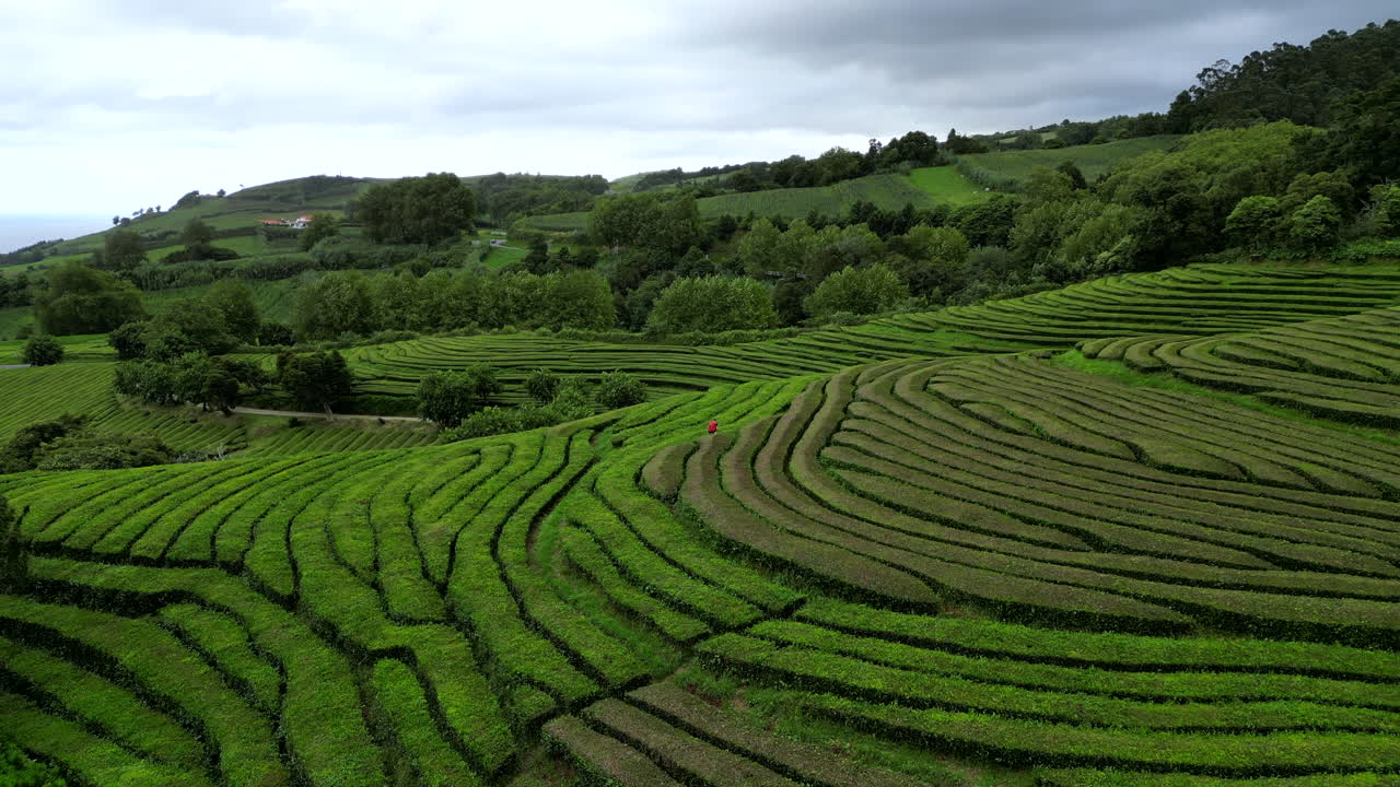 유럽 에서 가장 큰 차 생산자 인 사오 미구엘 섬, 아조레스 제도