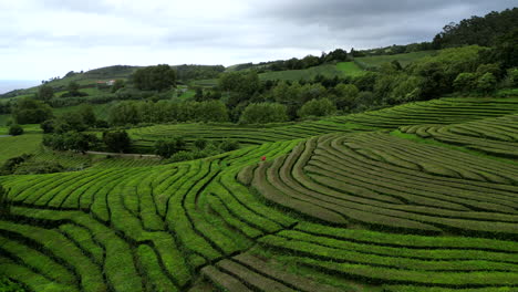 El-Mayor-Productor-De-Té-De-Europa-En-La-Isla-De-Sao-Miguel,-Las-Azores