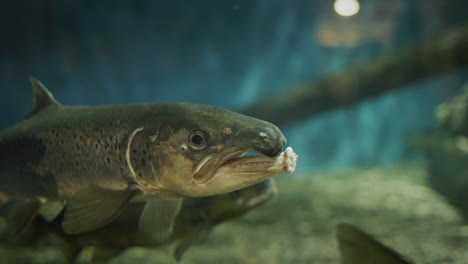 Close-up-underwater-shot-of-Lake-Sturgeon