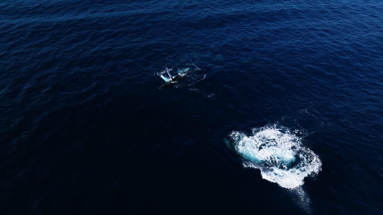 juguetonas ballenas jorobadas golpeando la cola, flotando en la espalda y rodando en maui