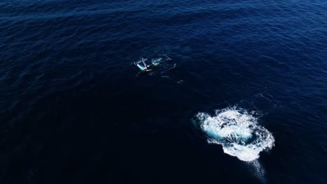 playful humpback whales tail slapping, back floating, and rolling over in maui