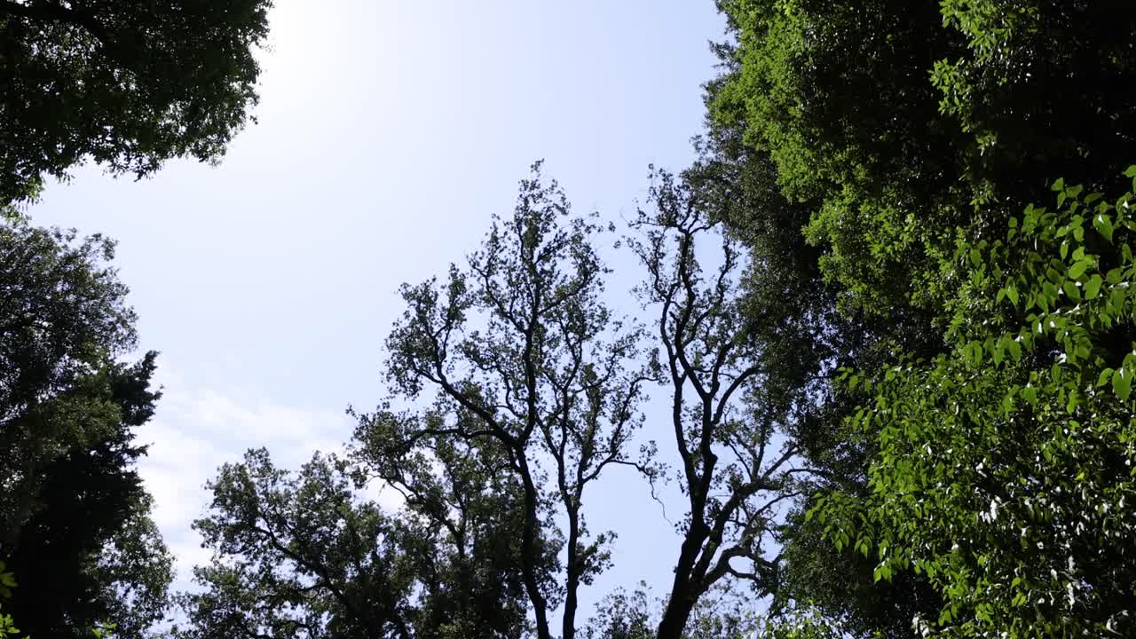 Tree canopy swaying under a clear sky