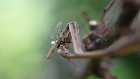 Heterochaetula-Straminea,-Gottesanbeterin,-4k-Aufnahmen